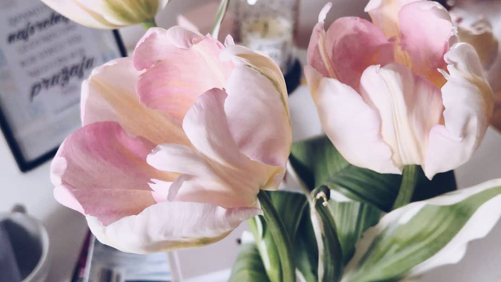 Cvjetna sorta koja je spojila ljepotu tulipana i božura