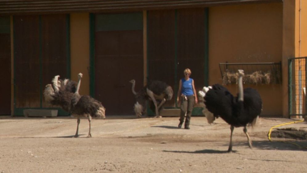 Zoološki vrtovi žele unaprijediti zanimanje timaritelja (Foto: Dnevnik.hr) - 4