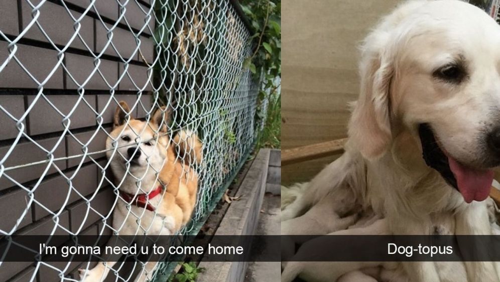Urnebesni psi (Foto: thechive.com)