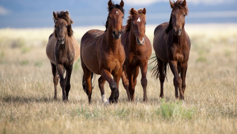 Konji, ilustracija (Foto: Getty Images)