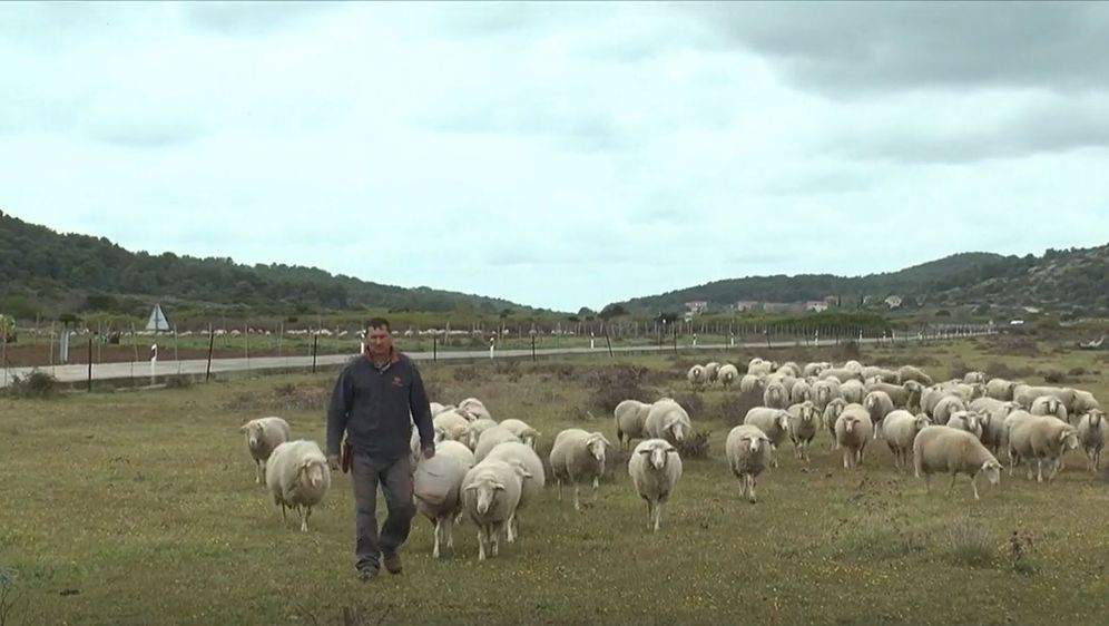 Velimir Mratinić s ovcama