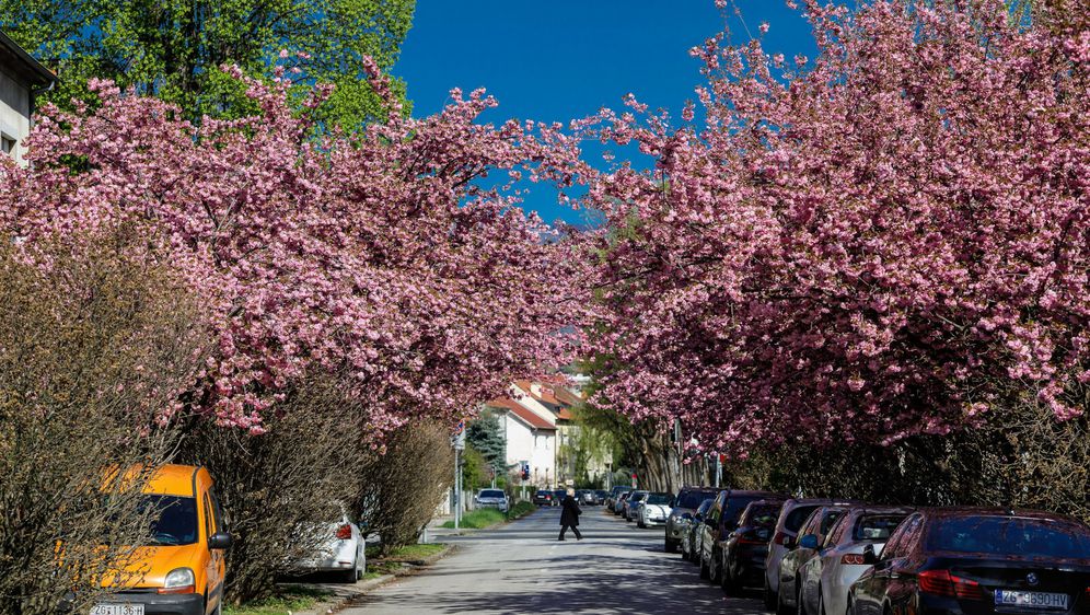 U vrijeme cvatnje japanske trešnje Šulekova postaje jedna od najljepših ulica u Zagrebu