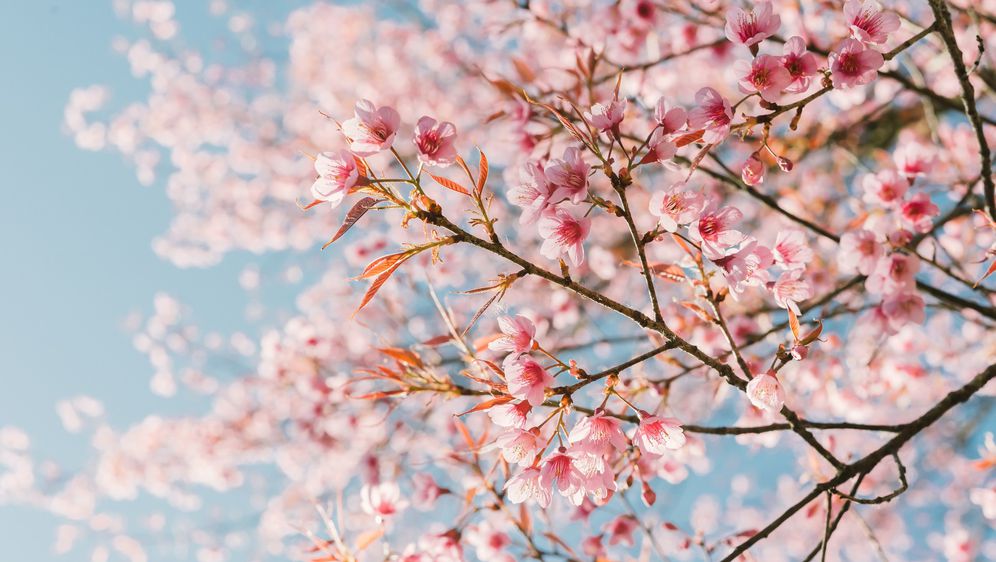 Drvo japanske trešnje