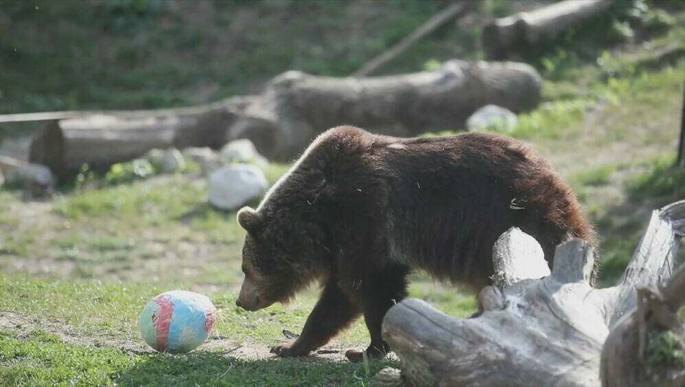 Pisanice u zoološkom vrtu - 1