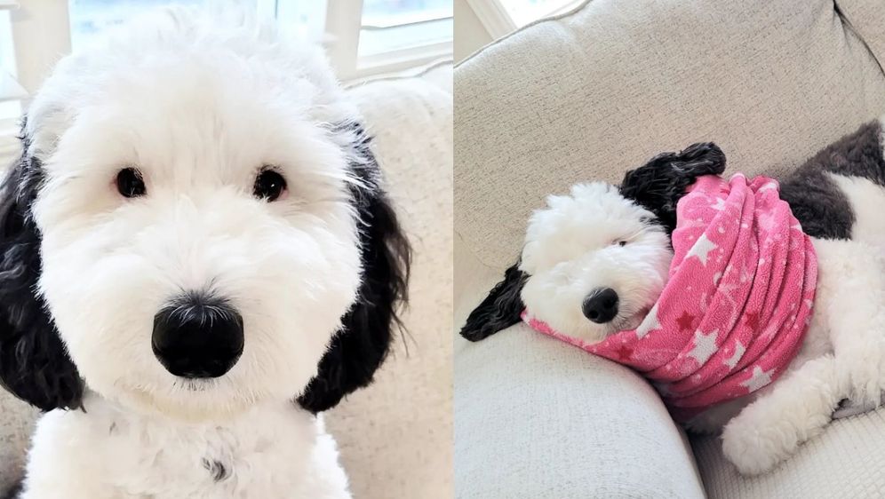 bayley sheepadoodle