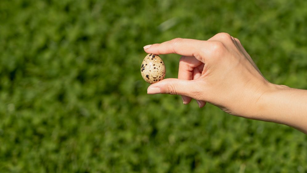 Kako vam prah prepeličjih jaja može pomoći u borbi s alergijom