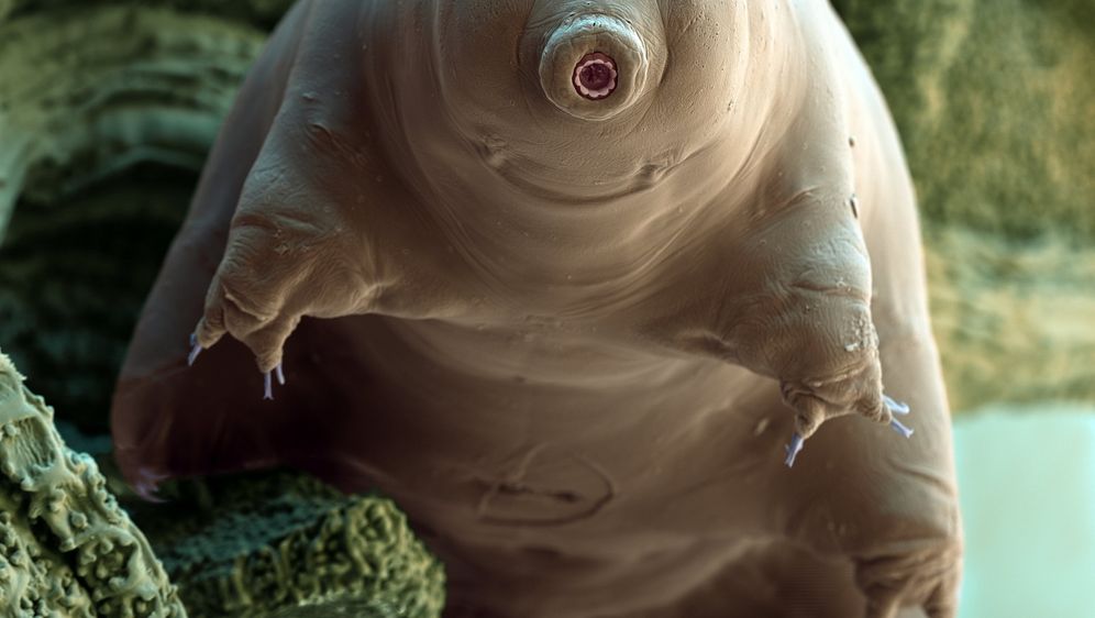 Tardigrada