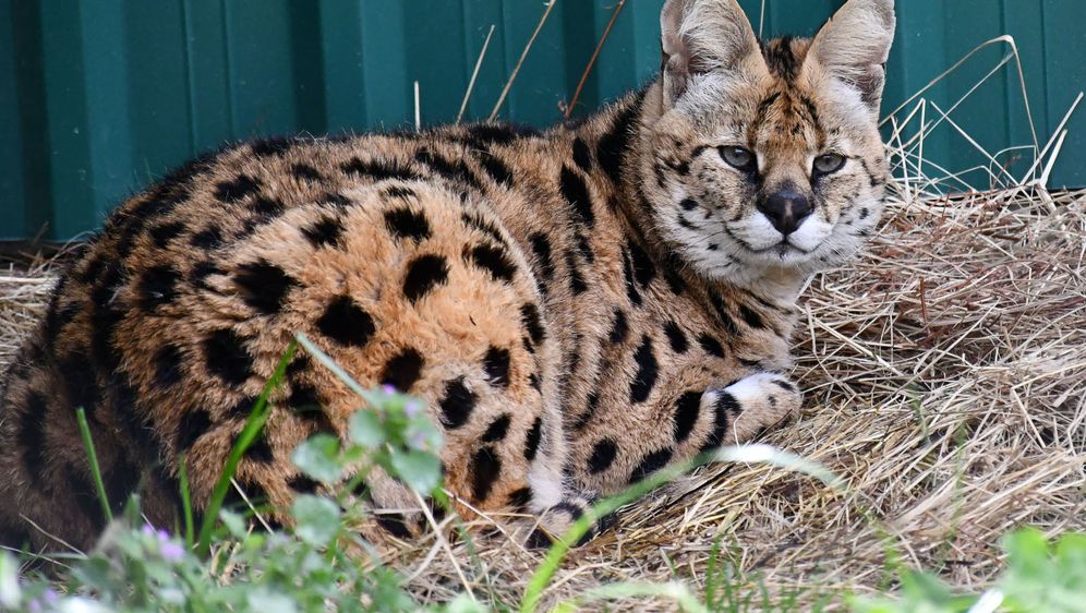 Afrička mačka serval po imenu Miša novi je stanovnik azila za životinje u Ruščici