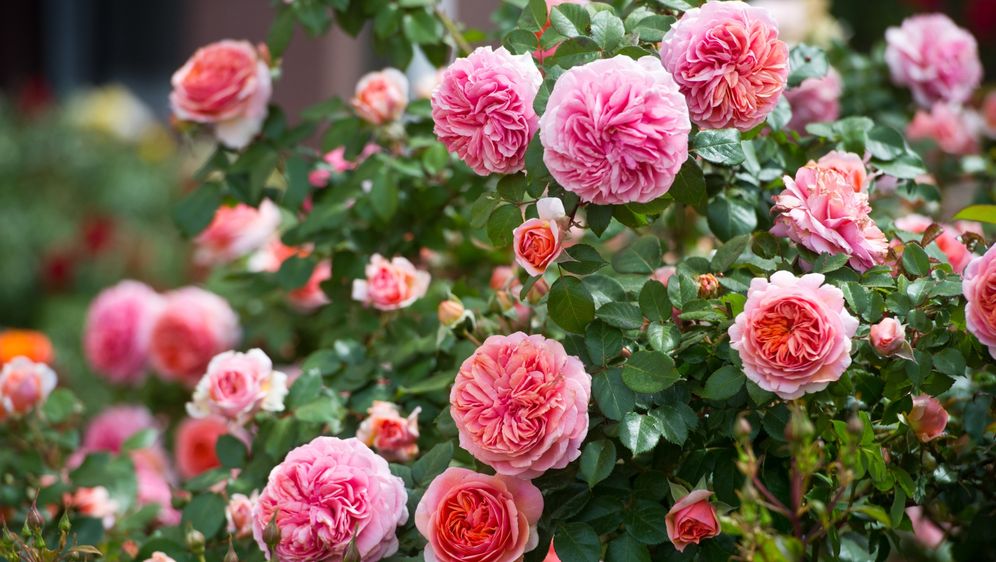 Ruže čajevke jedne su od najzahvalnijih za uzgoj