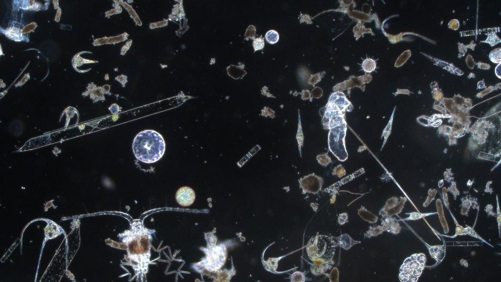 Fitoplankton sjevernog Jadrana