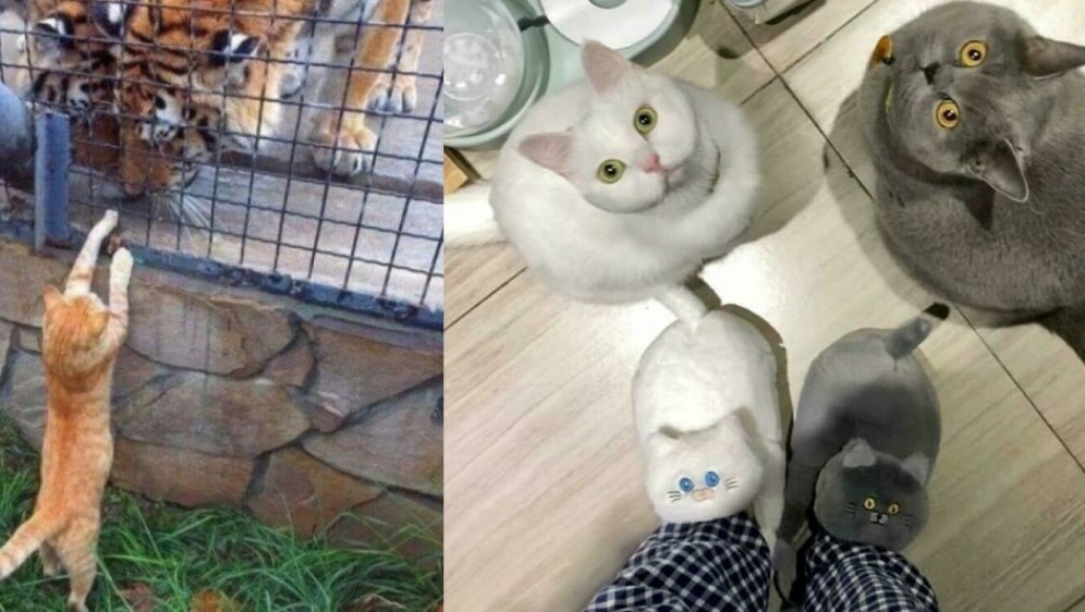 Preslatke životinje