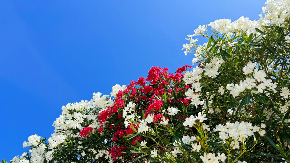 Kako se piše: oleander ili oleandar