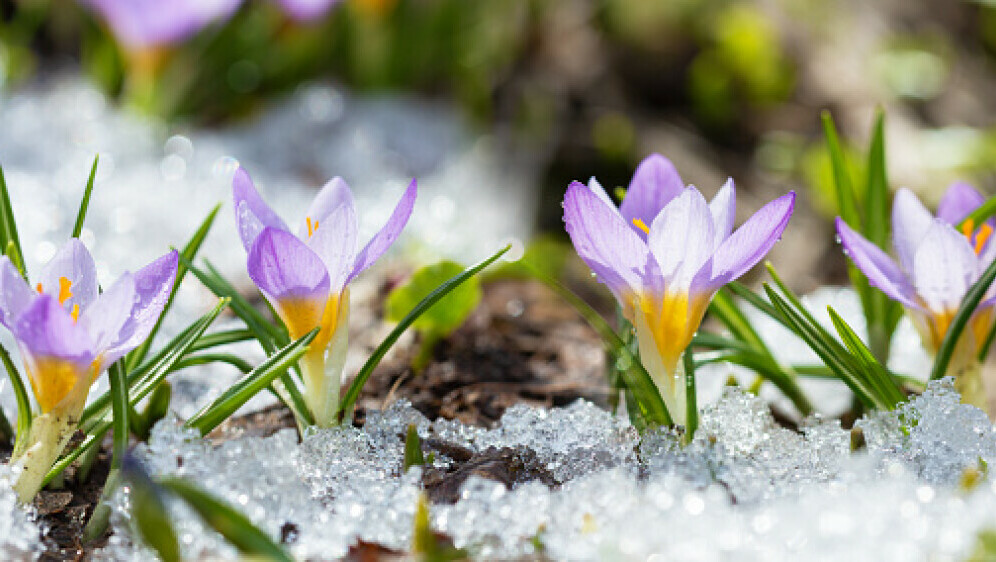 Snijeg u proljeće, ilustracija