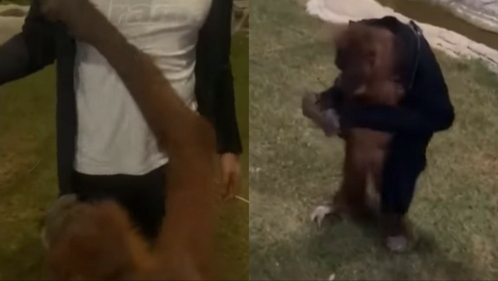 Orangutan koji skida jaknu s posjetitelja