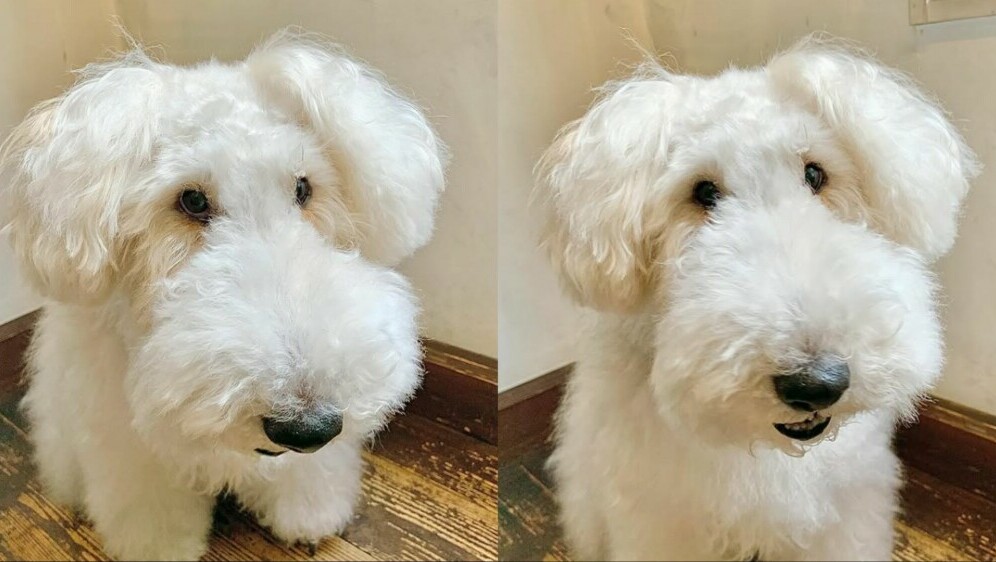 Pas Chewchan koji podsjeća na Snoopyja