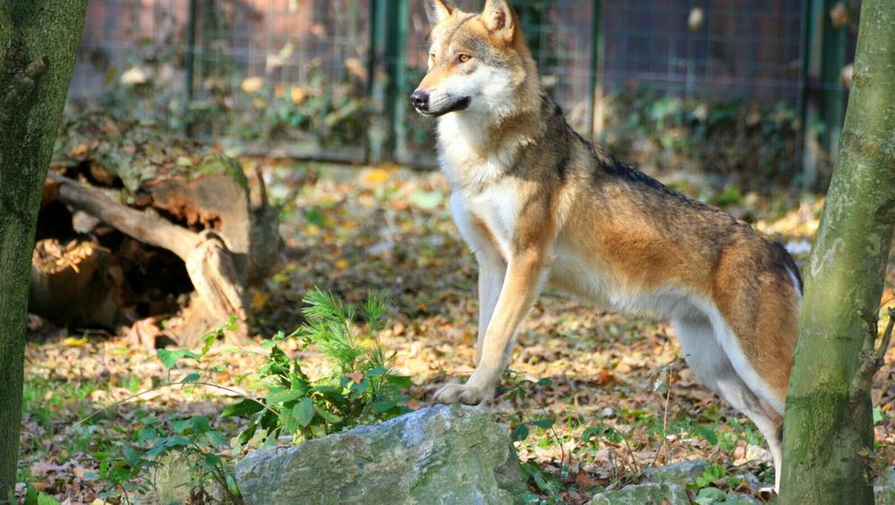 Osnovnoškolci će tijekom uskrsnih školskih praznika u zagrebačkom zoo vrtu moći postati zoo rendžeri - 1