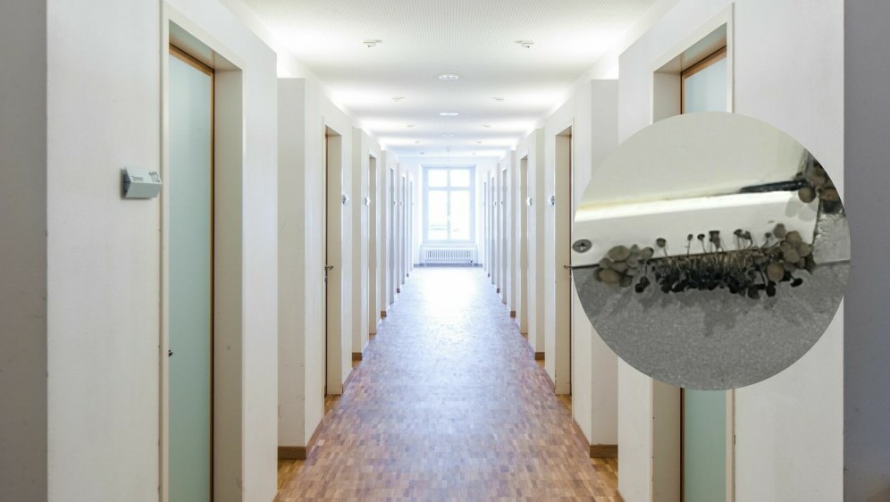 Gljivice koje rastu iz zida studentskog doma