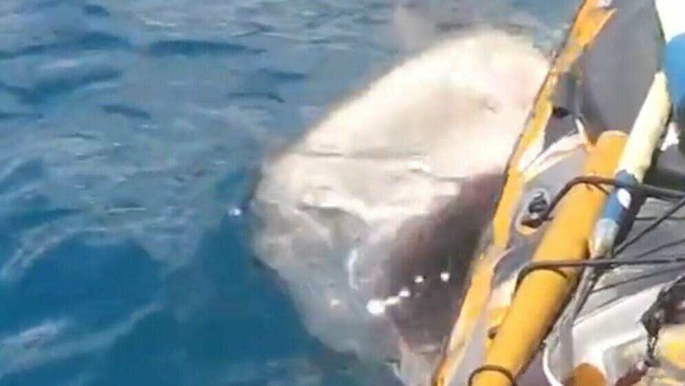 Morski pas napao ribiča