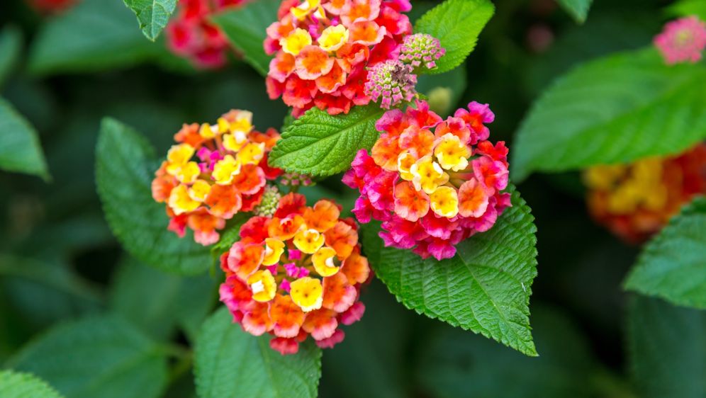 Lantana