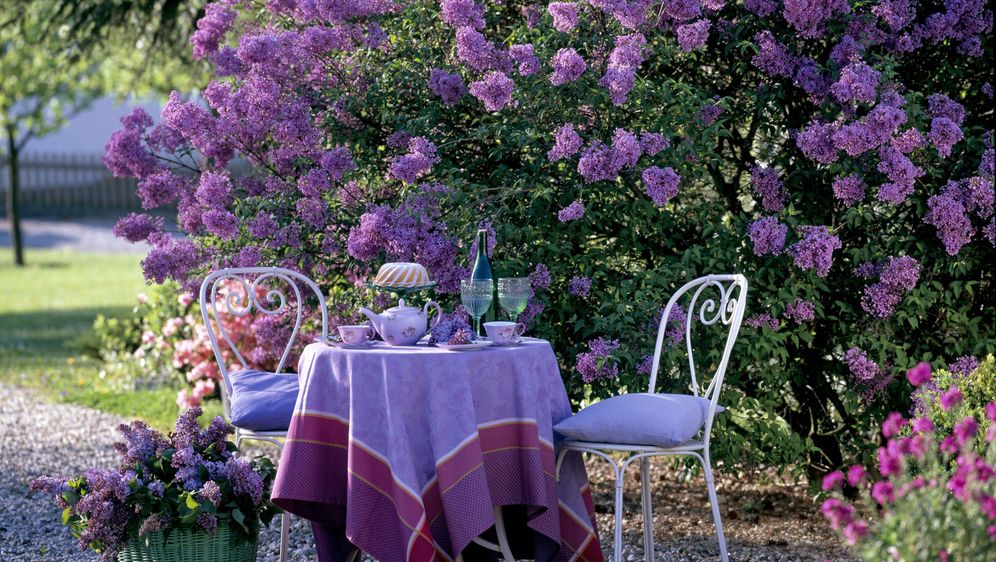 Dvorišta u kojima bi se ljubitelji jorgovana osjećali kao u sedmom nebu - 8