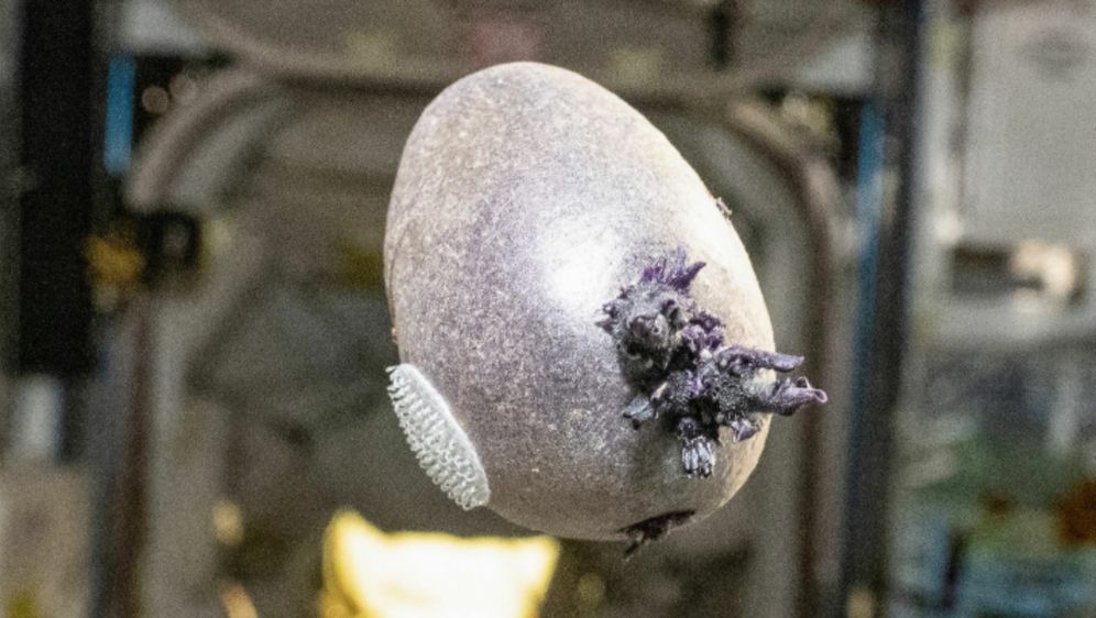 Krumpir uzgojen u svemiru