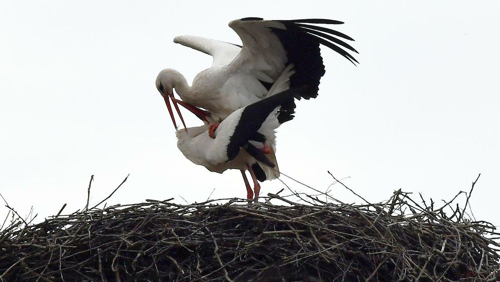 Rodan Klepetan vratio se u Brodski Varoš - 3