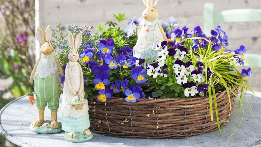 Maćuhice kao dio uskrsne dekoracije