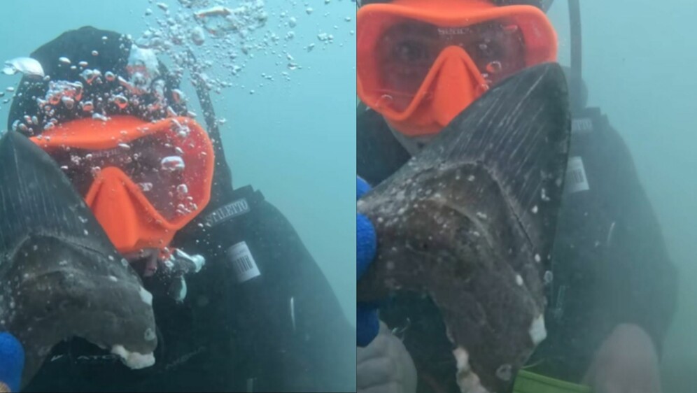 Pronalazak fosila zuba na dnu mora