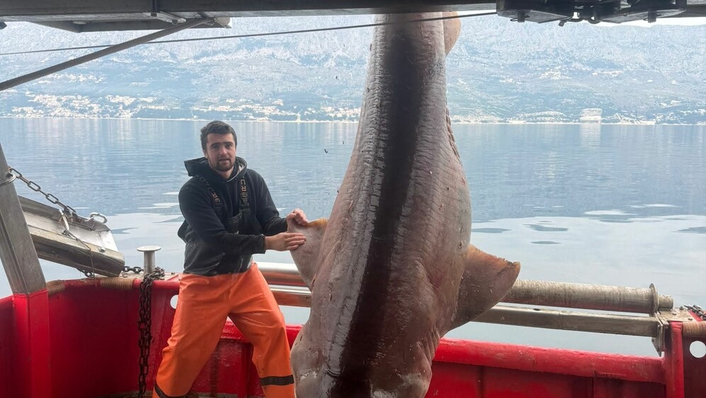 Morski pas glavonja ulovljen kod Brača