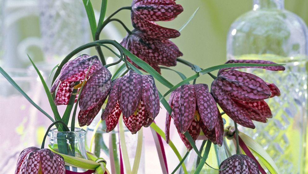 Cvijet kockavica, poznat i kao obična kockavica, prepoznatljiv je po svom jedinstvenom uzorku na laticama - 8