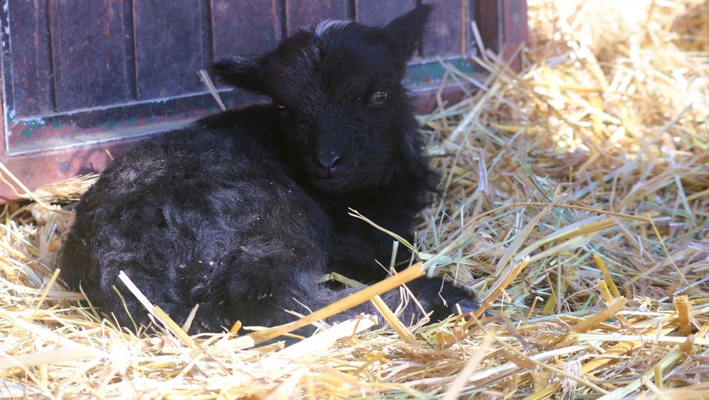 Garavo janje s bijelim čuperkom zvijezda je Dječjeg zooa uoči Uskrsa - 4