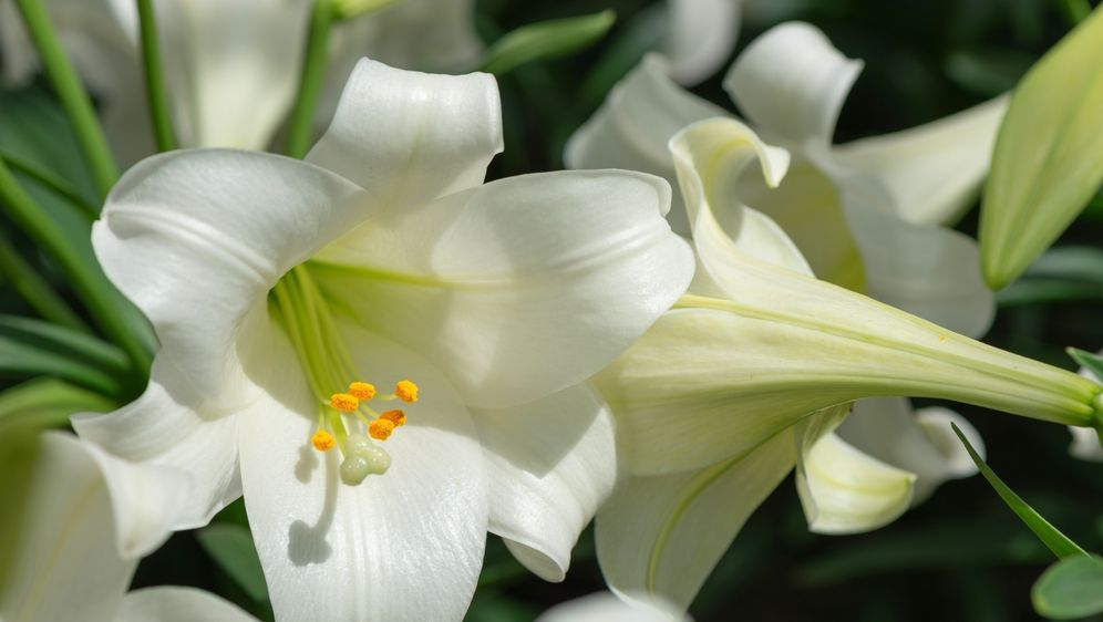 Bijeli ili uskrsni ljiljan