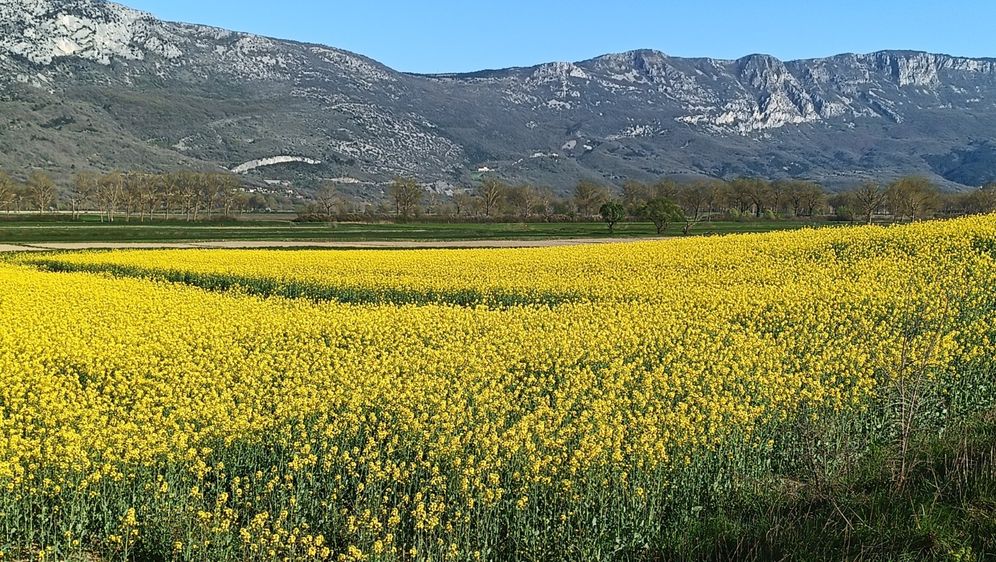 Zlatna polja u Istri - 7