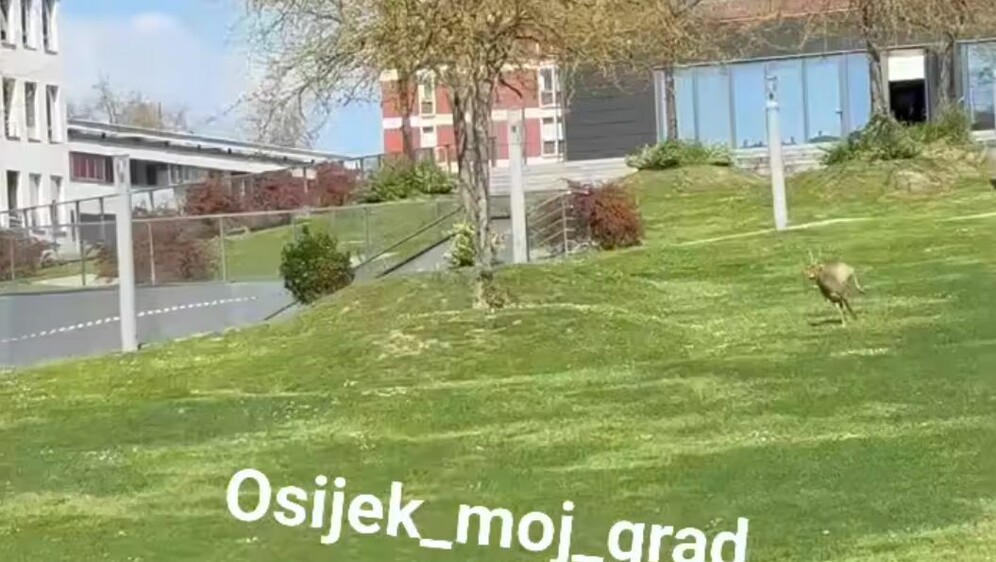 Srna u Osijeku