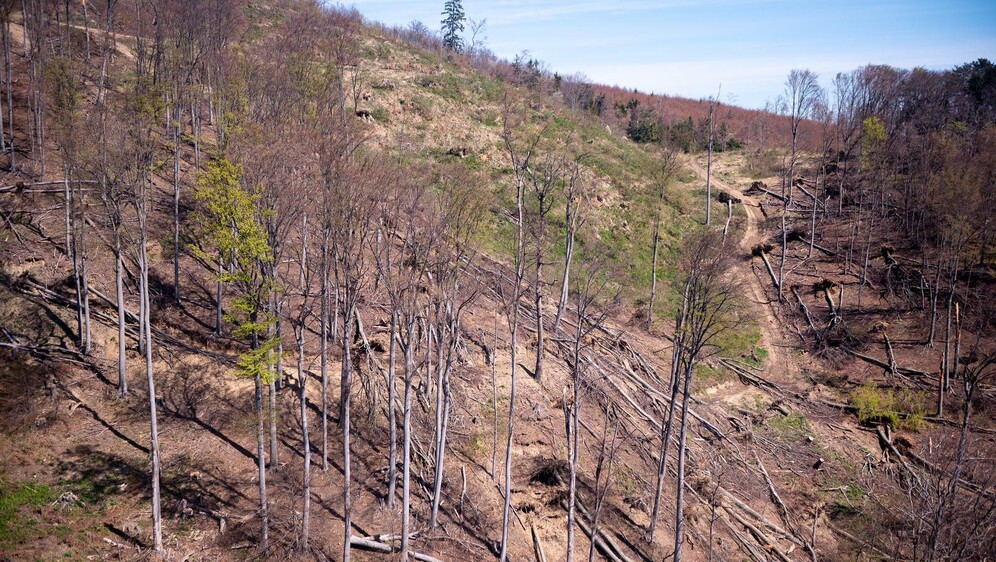 Medvednica dva tjedna nakon velike oluje - 3