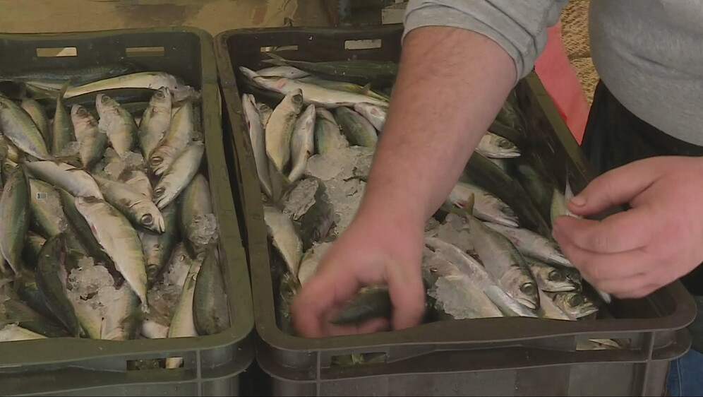 Ribari očajni, traže hitne mjere