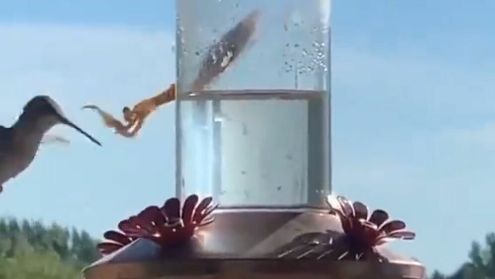 Kolibrić i bogomoljka