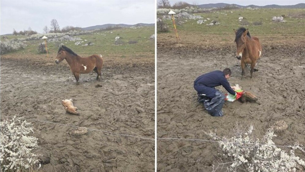 Policija spasila ždrijebe