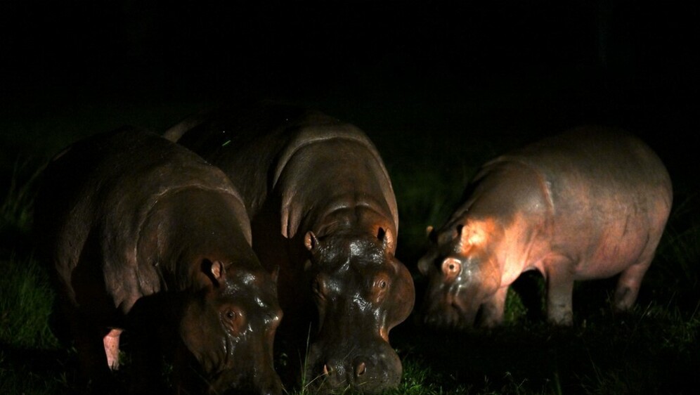 Kokainski nilski konji