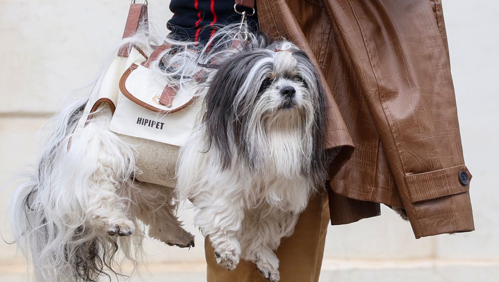 Muškarac iz centra Zagreba nosi psa kao torbicu - 3