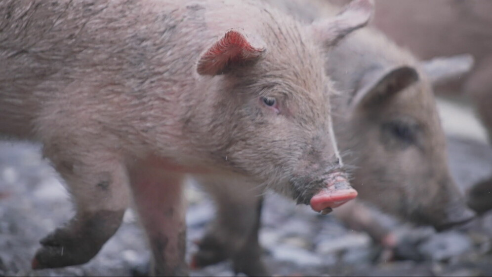Divljač uništava polja
