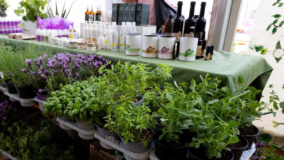 Festival samoniklog bilja - 3