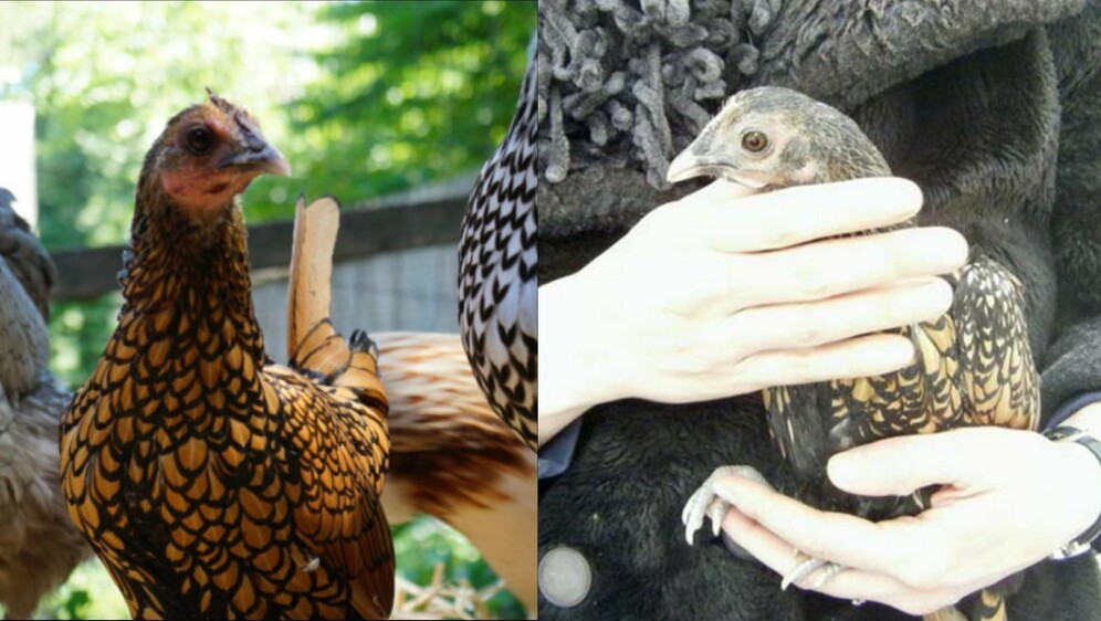 Najstarija kokoš na svijetu Gertie