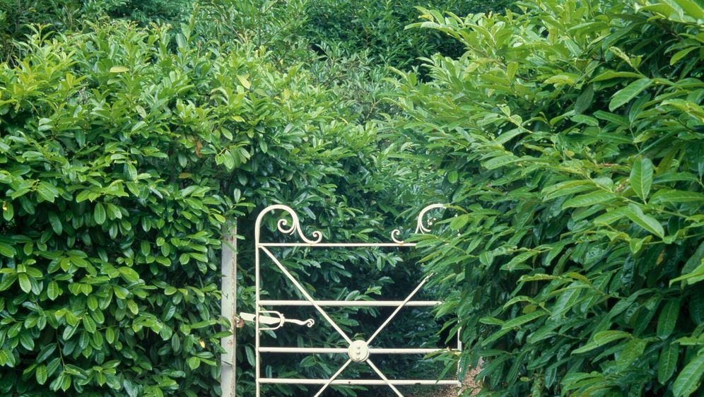 Lovorvišnja je gotovo sinonim za živu ogradu