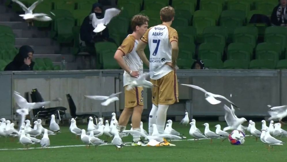 Galebovi na utakmici