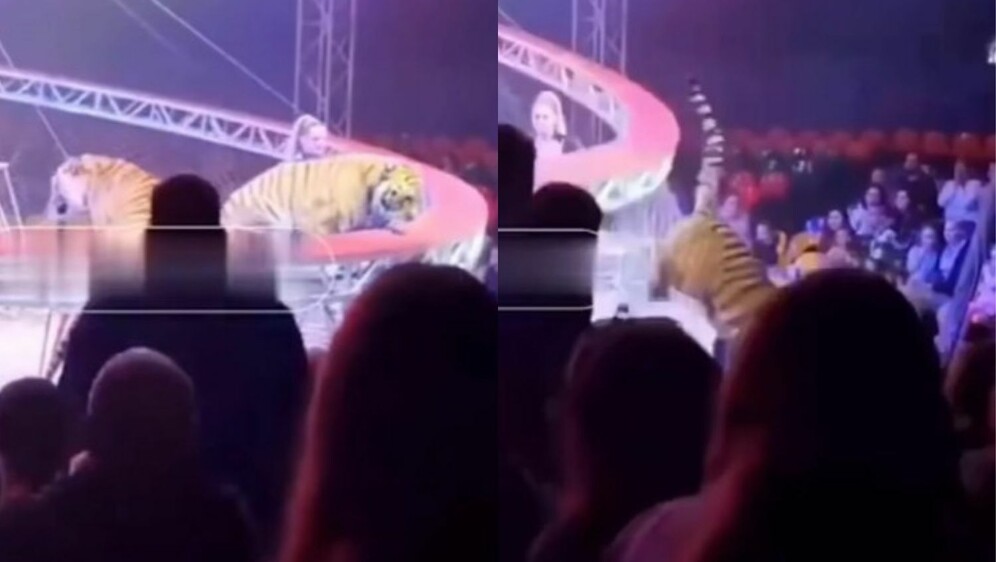 Tigar skočio u publiku u cirkusu