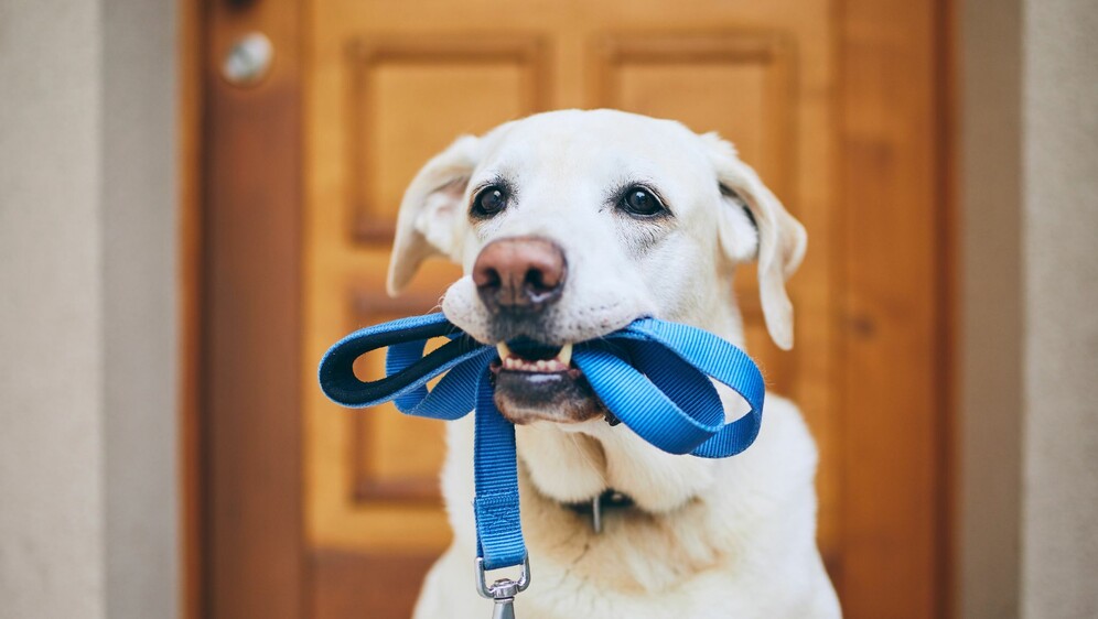 Pas s uzicom u ustima