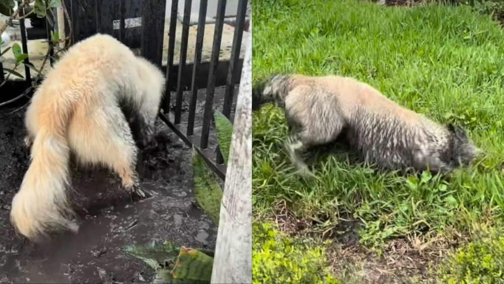 Pas koji se igra u blatnjavoj lokvi