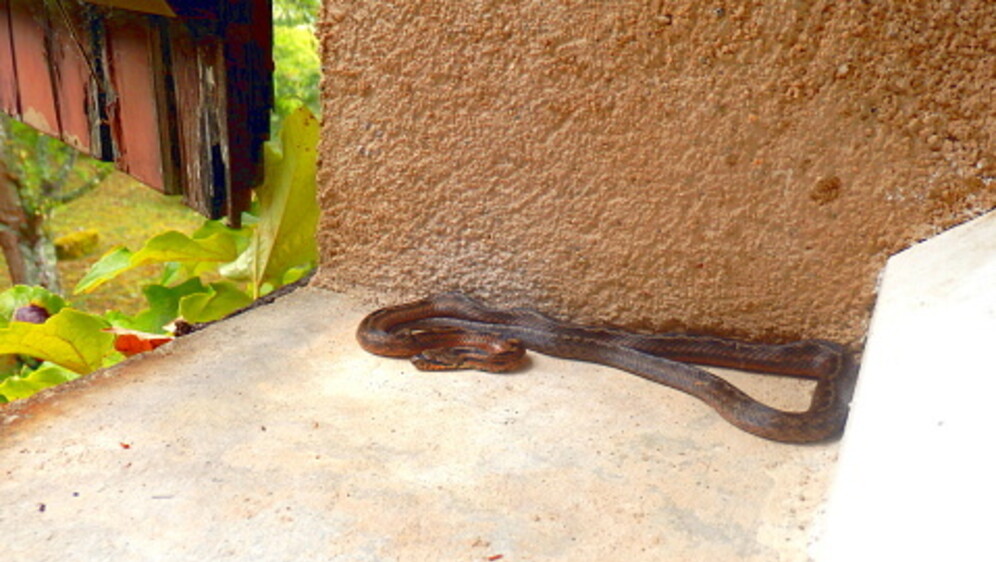 Zmija, ilustracija - 4