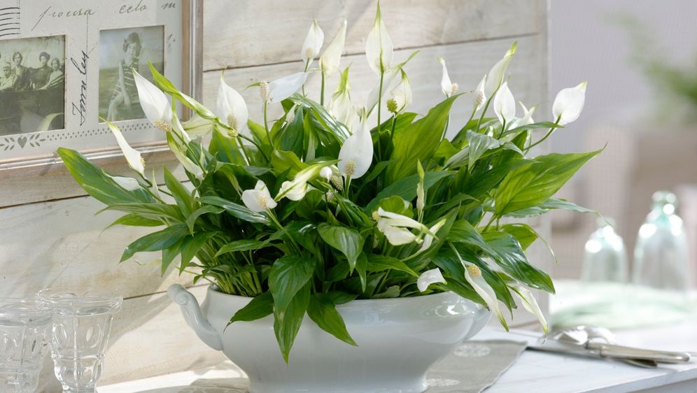 Savjeti za mirni ljiljan